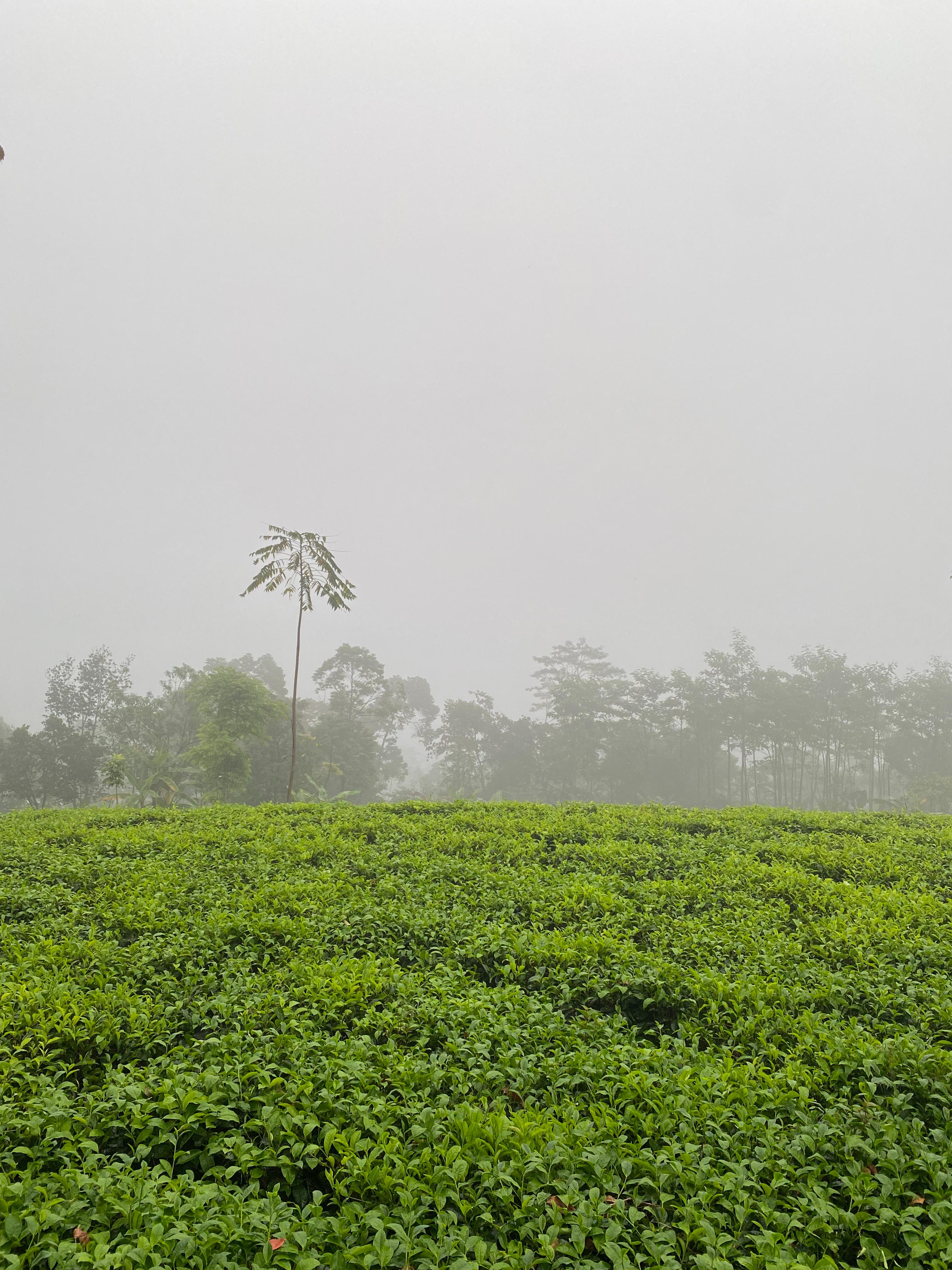 Menilik Derasnya Perjuangan Para Petani Teh Kembanglangit