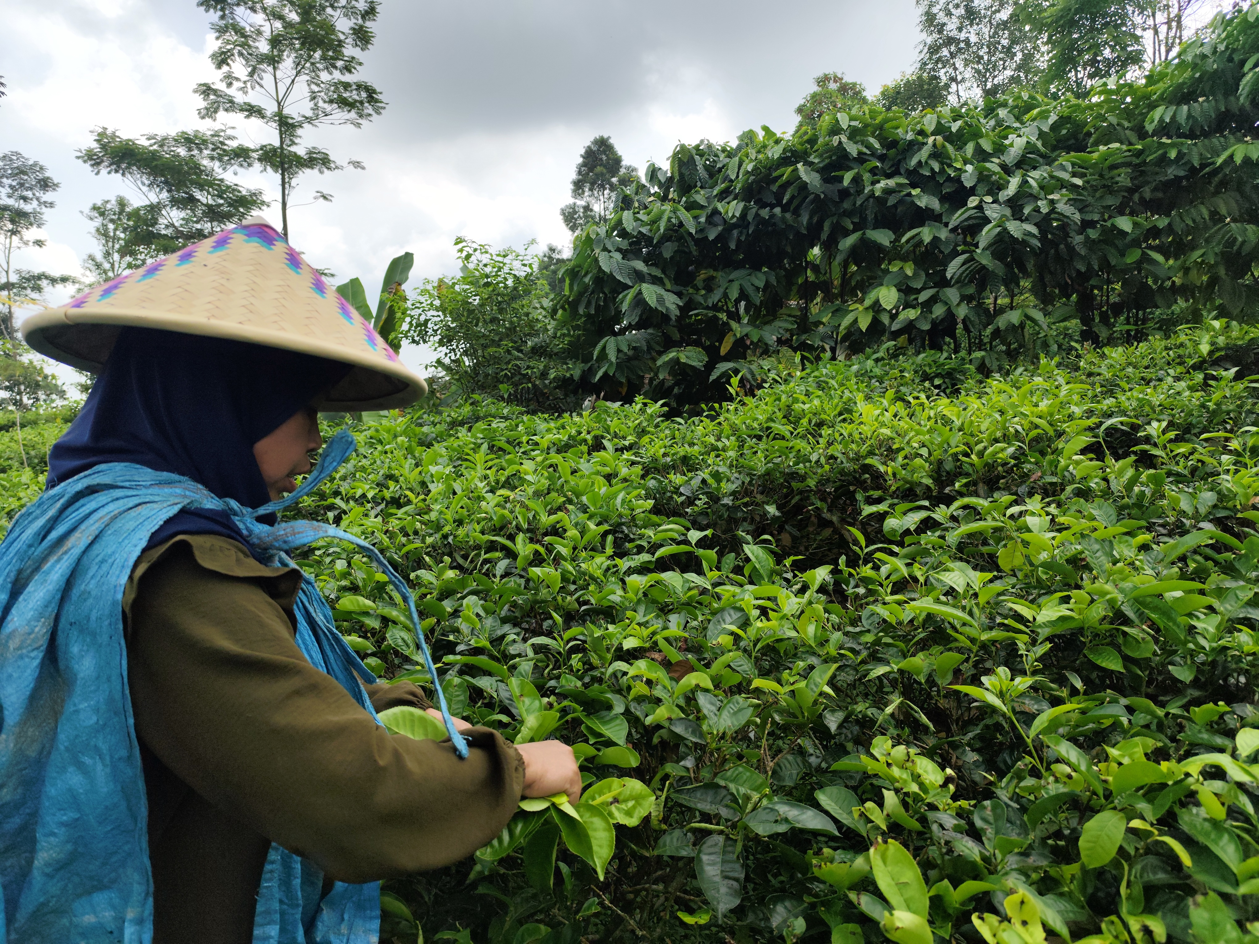 Secangkir Kisah Ibu Caryati dalam Menjaga Rasa dan Budaya dalam Teh Tradisional