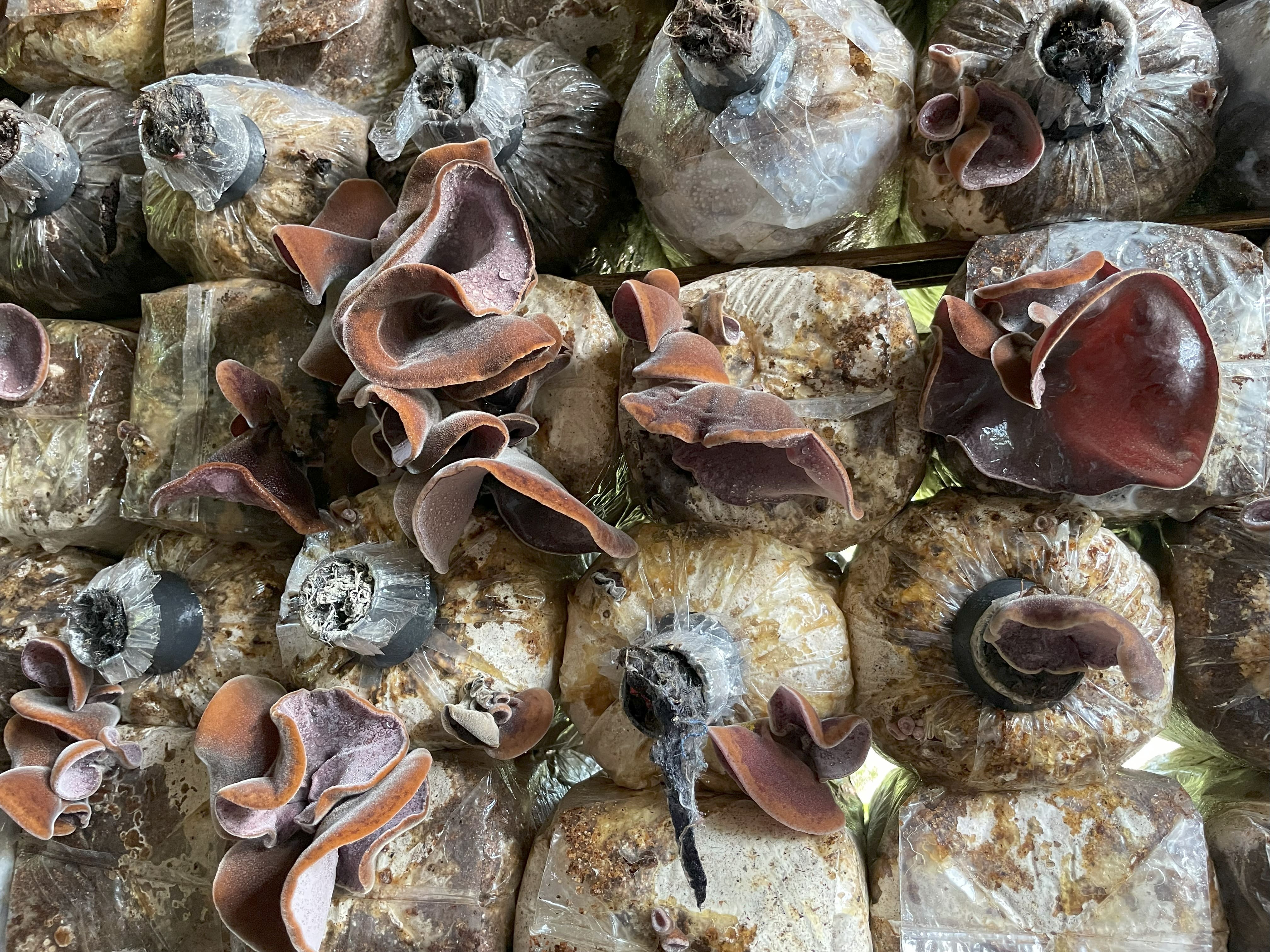 Jamur Kuping Dwilangit